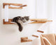 Meubles muraux pour chats DIY : Un guide pour créer des espaces de jeu verticaux pour vos amis félins
